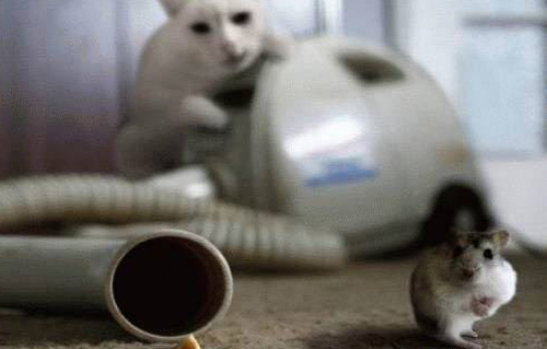 cat-trap-mouse