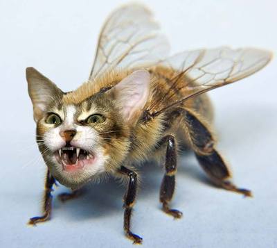 catbee