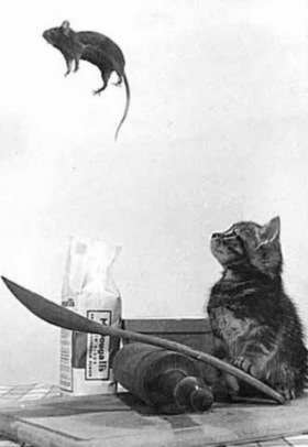 1pictcat