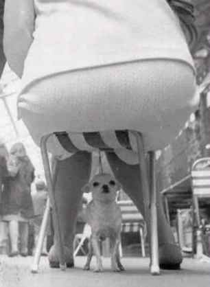1pictlittledog