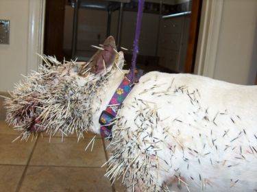 porcupinedog