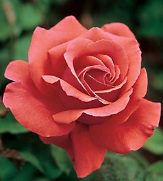 rose-little1