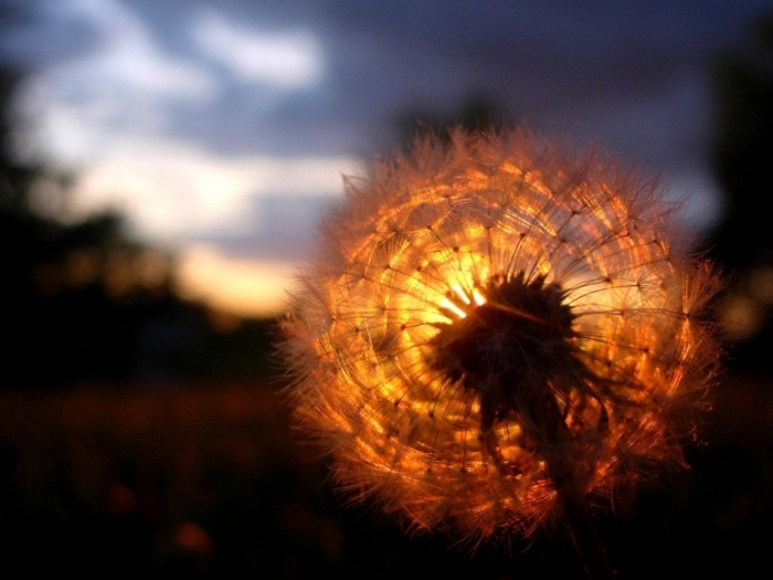 dandelionlitup