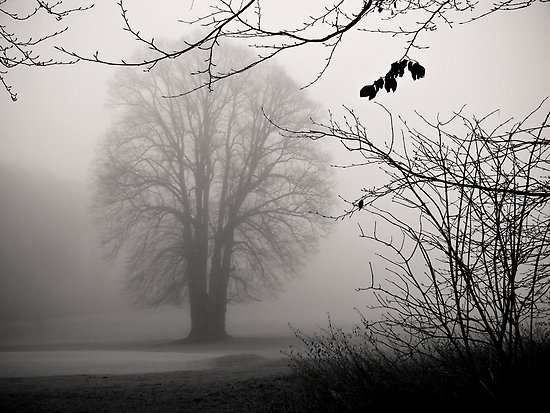 melancholy-tree