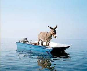 donkey_boat-300x245