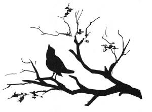 silhouette-bird-on-branch-granger