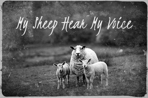 My-Sheep-Hear-My-Voice_01