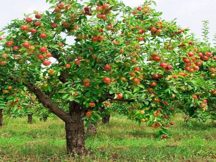 apple-tree