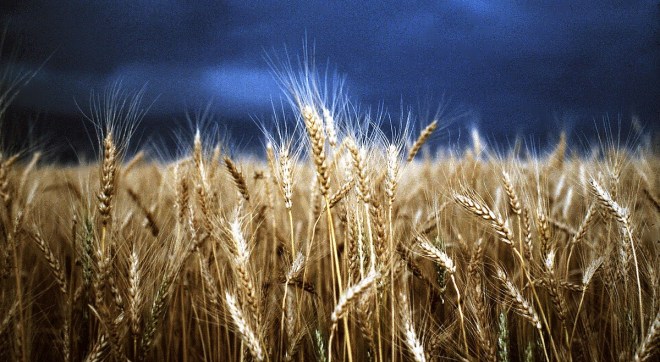 Eye+Fetch+Photography+Stormy+Wheat+Fields+by+Diane+Loft (1)