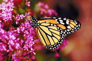 butterfly-2