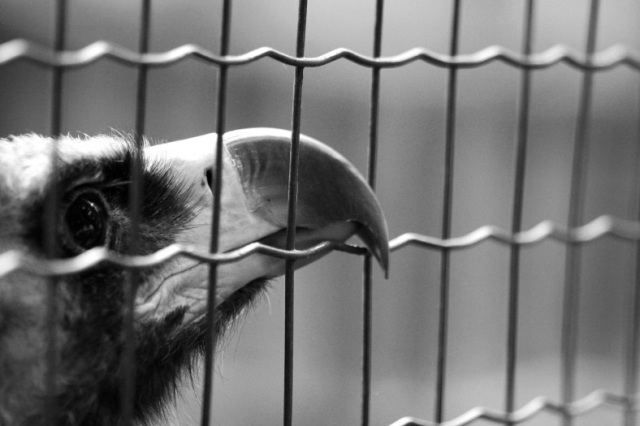 Christians in Cages