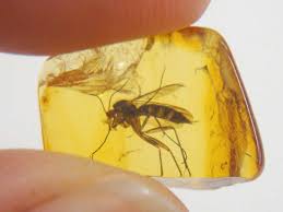 Melancholy in Amber