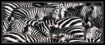 zebras