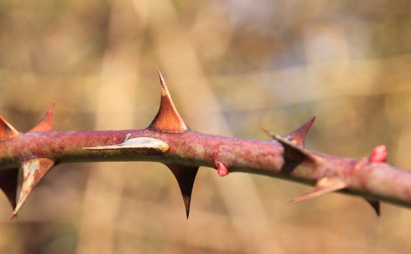 Present Day Thorns